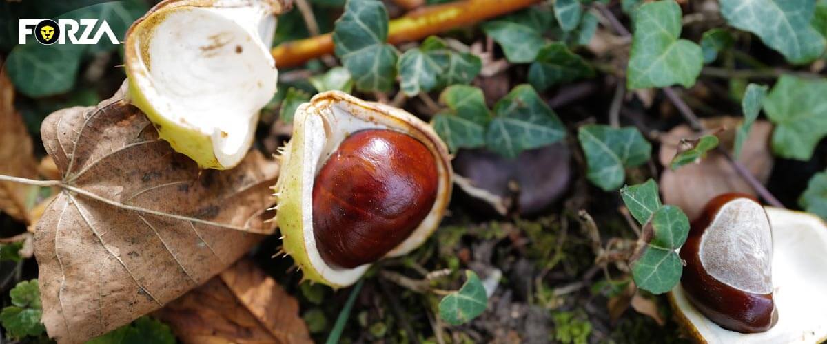 knutselen met kastanjes als herfstvakantie tip